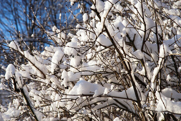 Branches of trees in the snow. Rime and a lot of snow on the branches of the bushes. The bright winter sun illuminates the snow-covered bushes.