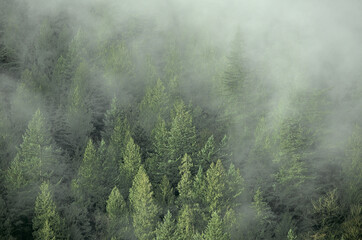 Coastal Mountains Forest in Thick Fog