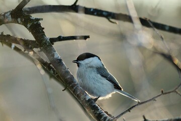 Poecile montanus or Willow Tit is sitting on a tree branch in magic sunlight. A small bird titmouse sits on the branches covered with frost in the winter forest.