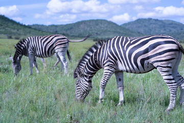 Fototapeta na wymiar Zebra grazing in the great African grassland