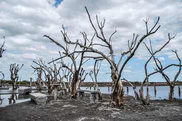 Fototapeta na wymiar dry trees in the epecuen lagoon.