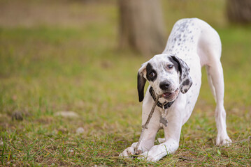 white dog
