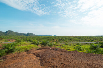 Expanse of oil palm plantations with beautiful views along with cloudy blue skies typical of tropical plantations.