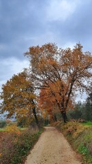 Coloured tree, typical autumn view in a cloudy day