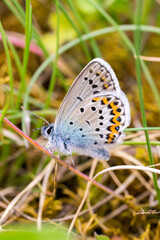 Closeup of a blue butterfly (probably male Idas Blue, Plebejus idas)