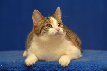 tricolor European shorthair cat on blue background