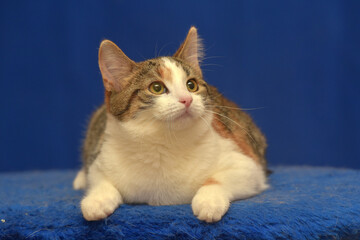 Fototapeta na wymiar tricolor European shorthair cat on blue background