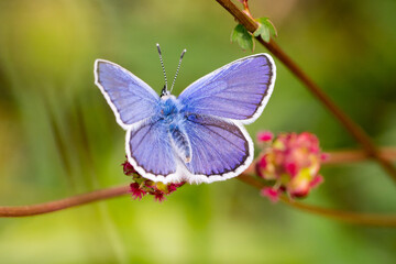 Closeup of a blue butterfly (probably male Idas Blue, Plebejus idas)