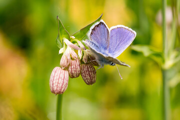 Closeup of bladder campion buds with blue butterfly (probably male Idas Blue, Plebejus idas)