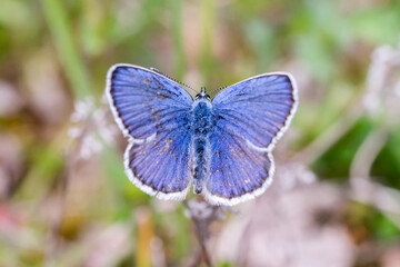 Fototapeta premium Closeup of a blue butterfly (probably male Idas Blue, Plebejus idas)