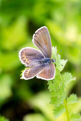 Closeup of a blue butterfly (probably female Idas Blue, Plebejus idas)