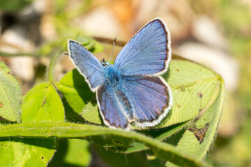 Closeup of a blue butterfly (probably male Idas Blue, Plebejus idas)