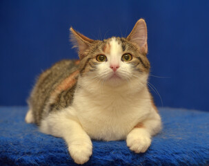 tricolor European shorthair cat on blue background