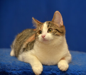 tricolor European shorthair cat on blue background