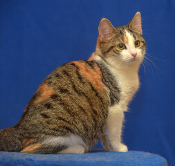 tricolor European shorthair cat on blue background