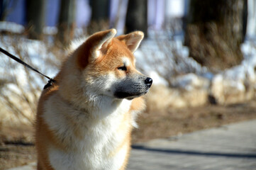Akita inu puppy portrait with snow in the background
