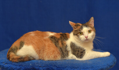 tricolor European shorthair cat on blue background