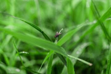 Fly on the grass