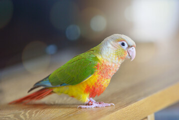 blue and yellow parrot