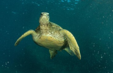 Turtle in clear water in Hawaii
