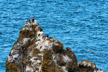 Nesting Brandt's Cormorants on the Oregon Coast