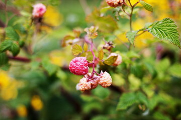 Raspberries growing in a local garden in the country in Ontario, Canada.