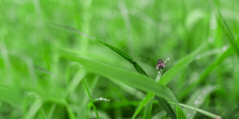 Fly on the grass
