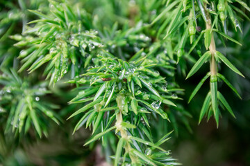 The nature of the mountainous Caucasus