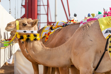 Cute camels in Abu Dhabi, UAE