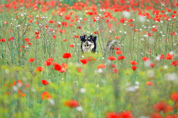 dog in red poppies in the field