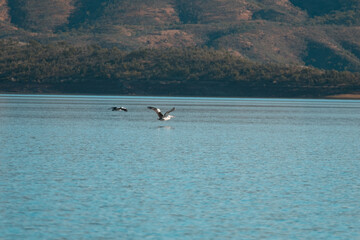 birds flying over water