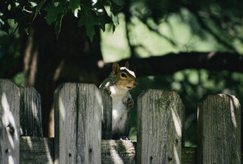 squirrel on fence
