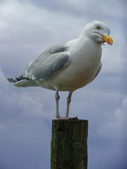 seagull on the pier