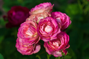 Garden rose flowers of mauve pink and yellow colors on dark green background blooming in summer rose garden