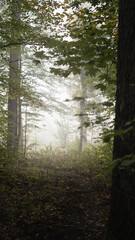 Obraz premium foggy forest