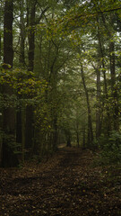 Obraz premium dark foggy forest