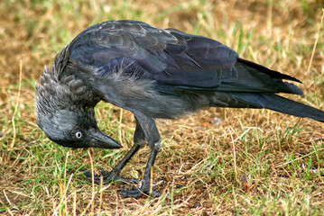 Western jackdaw on a mown meadow