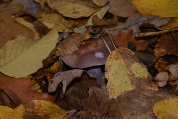 mushroom and autumn leaves in the forest