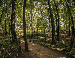 Obraz premium footpath in the forest