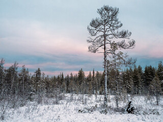 Amazing Arctic landscape with a tree in the snow on a polar day