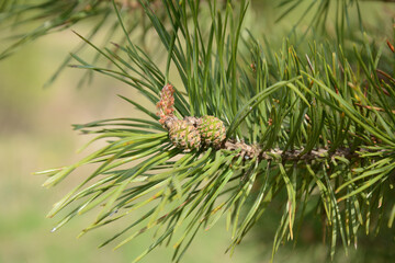 Pine needles with young cones