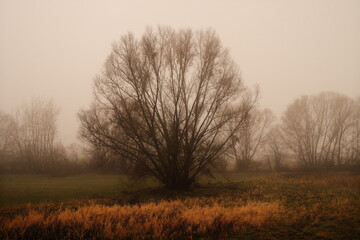 Fototapeta na wymiar Trübe Landschaft mit Nebel