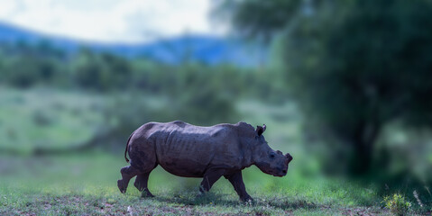 A white rhino grazing in the great african grassland of South Africa