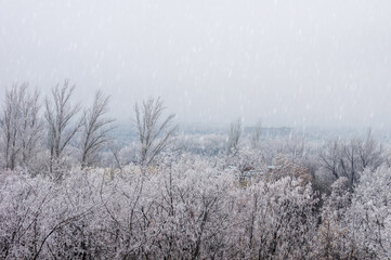 Winter urban frosty landscape - snow covered trees on foggy background
