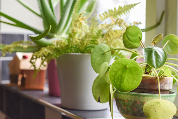 Small house plants in pots in a home interior room on the kitchen window ledge