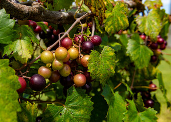 Muscadine grapes