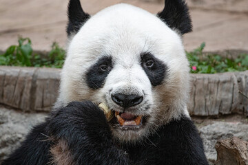panda eating sugar cane  - portrait looking into camera
