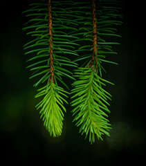 close up of pine needles