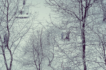 Winter urban frosty landscape - snow covered trees on foggy background