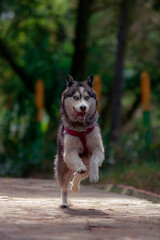 Alaska Malamut raining